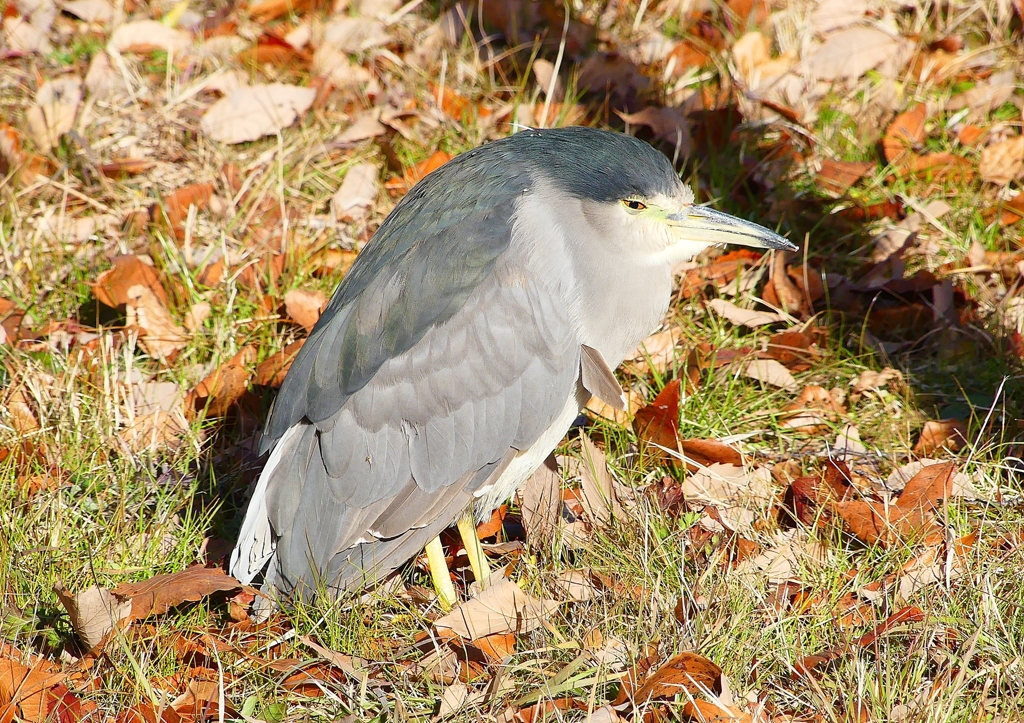 P1620265：ゴイサギ_R