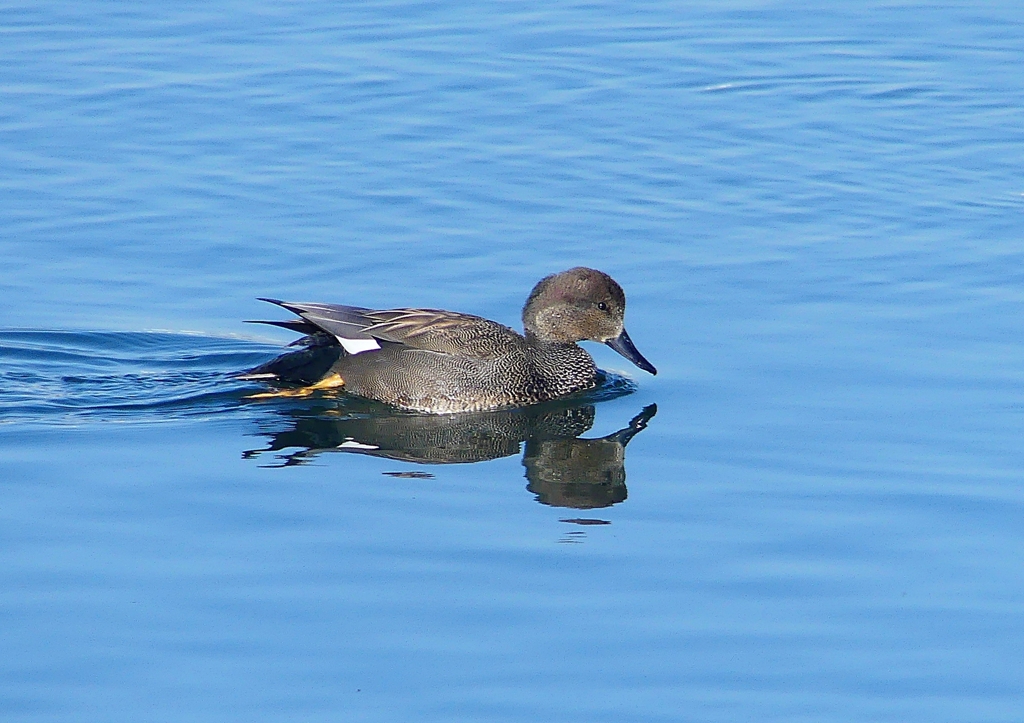 P1520296：オカヨシガモ_R