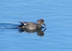 P1520296：オカヨシガモ_R