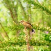 P4360470：ノビタキ_R