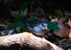 P1760619：クロジ_R