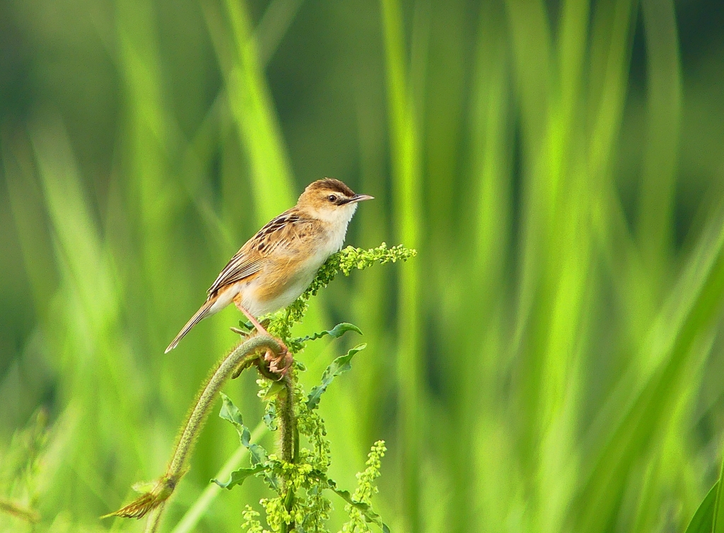 P4170104：セッカ_R