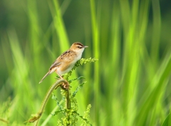 P4170104：セッカ_R