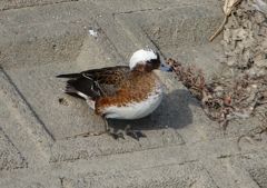 P1580045：頭が白いヒドリガモ_R
