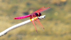 P2270257：ベニトンボ（オス）