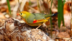 P1840051：ソウシチョウ-25_R