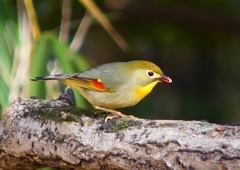 P1550577：ソウシチョウ_R