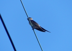 P1180509：コシアカツバメ_R