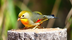 P1830989：ソウシチョウ-20_R