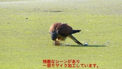 P1990082：チョウゲンボウ-19_R