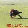 P1990082：チョウゲンボウ-19_R