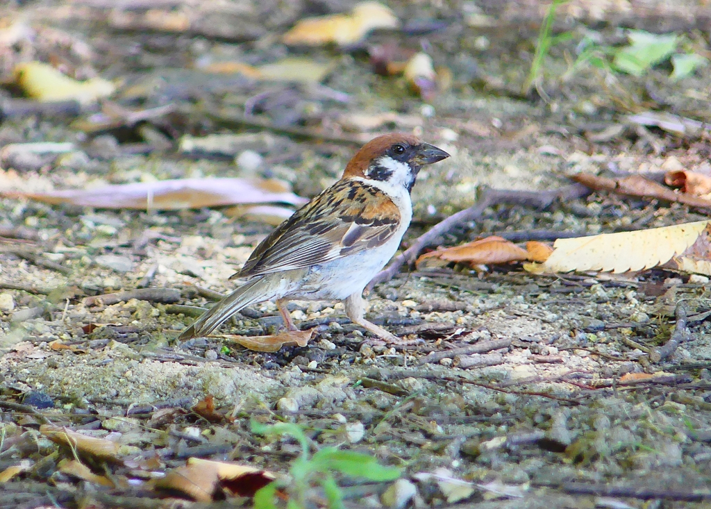P4270150：スズメ_R