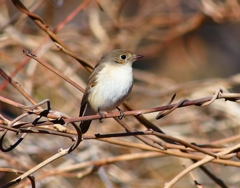 P4620580：ニシオジロビタキ_R