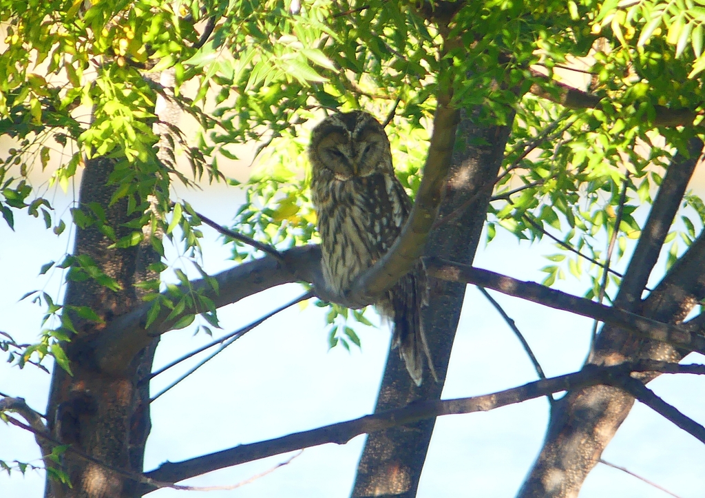 P1450307：フクロウ_R