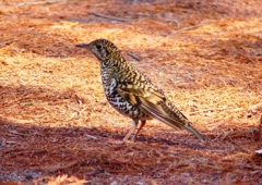 P1800767：トラツグミ_R