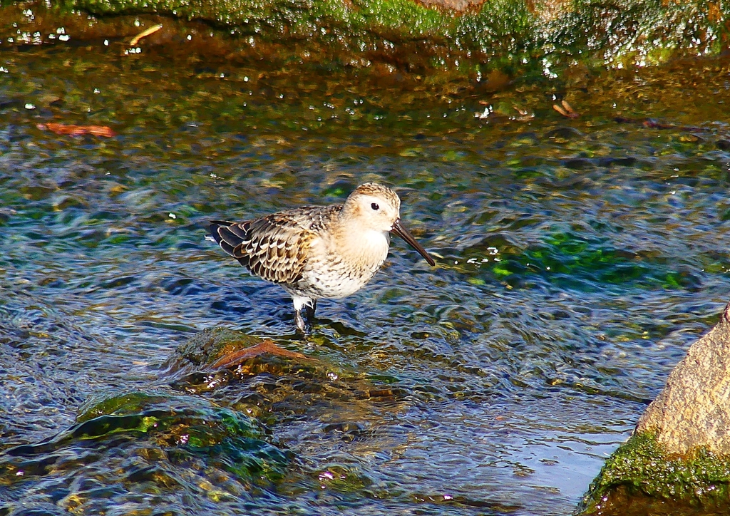 P4400140：ハマシギ_R