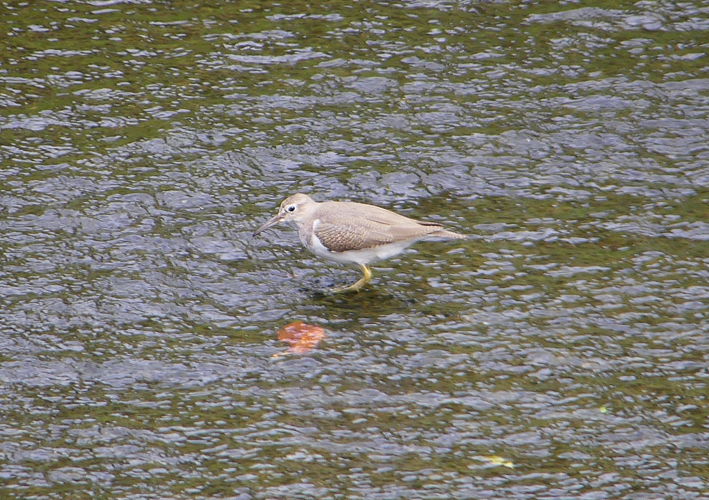 P1230630：イソシギ_R