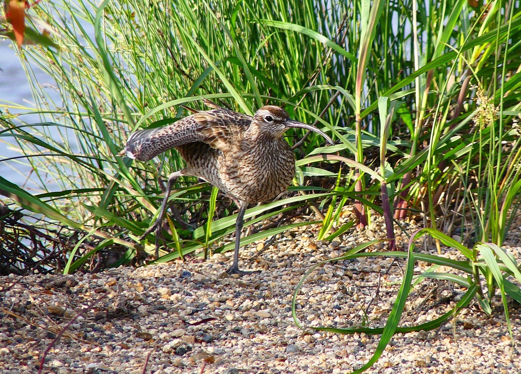 P4980207：チュウシャクシギ_R