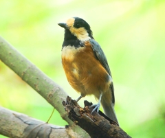 P4290660：ヤマガラ_R
