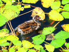 P1130671：カイツブリ_R