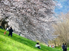 P4870411：背割堤の桜_R