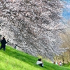 P4870411：背割堤の桜_R