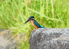 P1220701：カワセミ_R