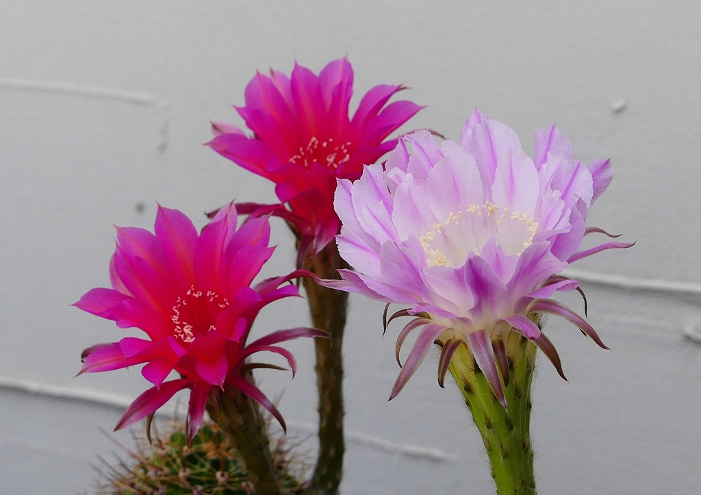 P1160648：サボテンの花_R