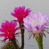 P1160648：サボテンの花_R