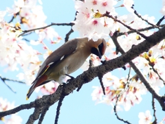 P4000325：桜にキレンジャク_R