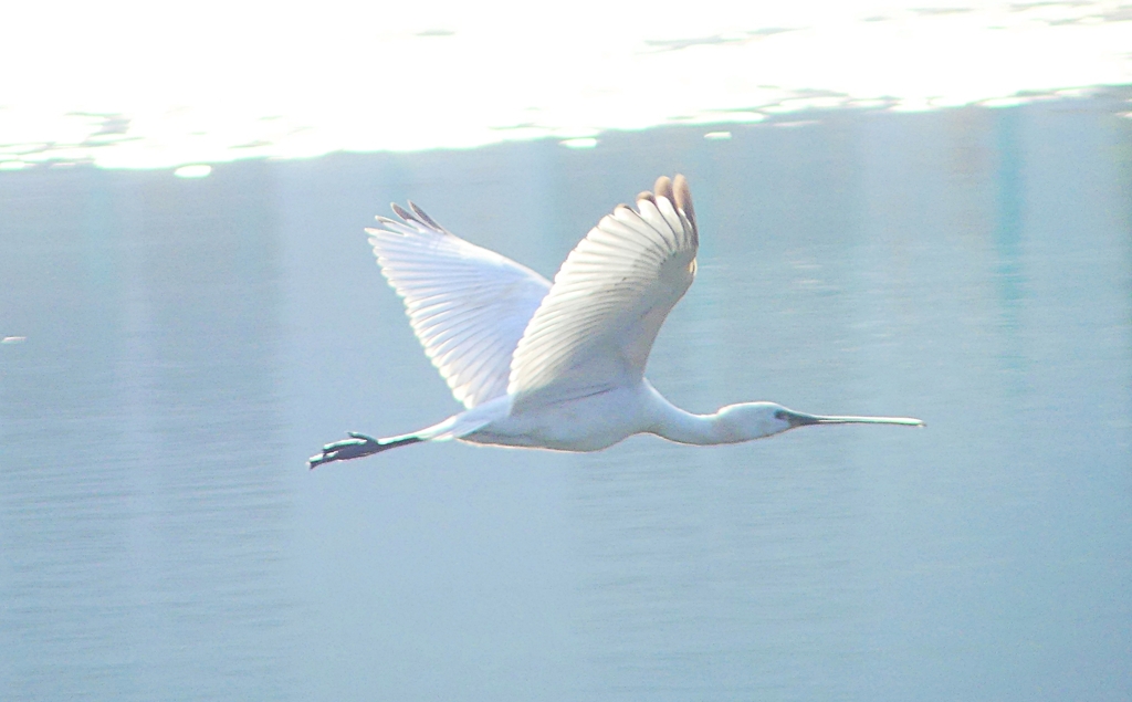 P4470176：ヘラサギ_R