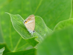 P4370571：ウラナミシジミ_R
