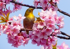 P1890413：河津桜にメジロ_R