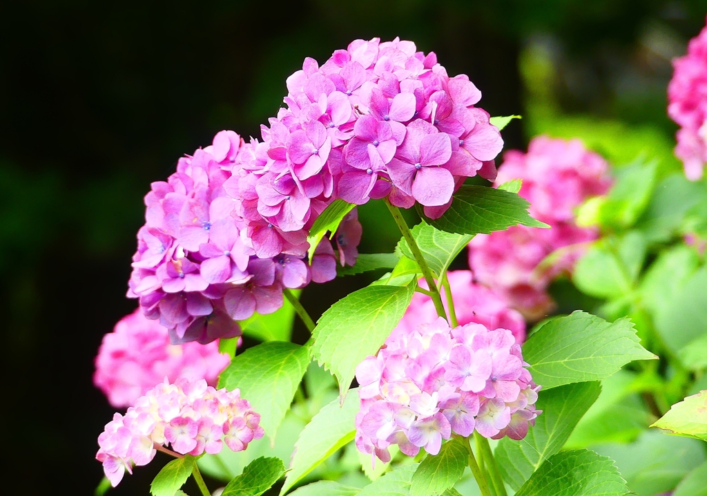 P1020574：アジサイ_R