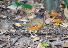 P1890218：オオアカハラ_R