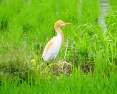 P1030123：アマサギ_R