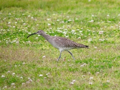 P4070420：チュウシャクシギ_R