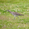 P4070420：チュウシャクシギ_R