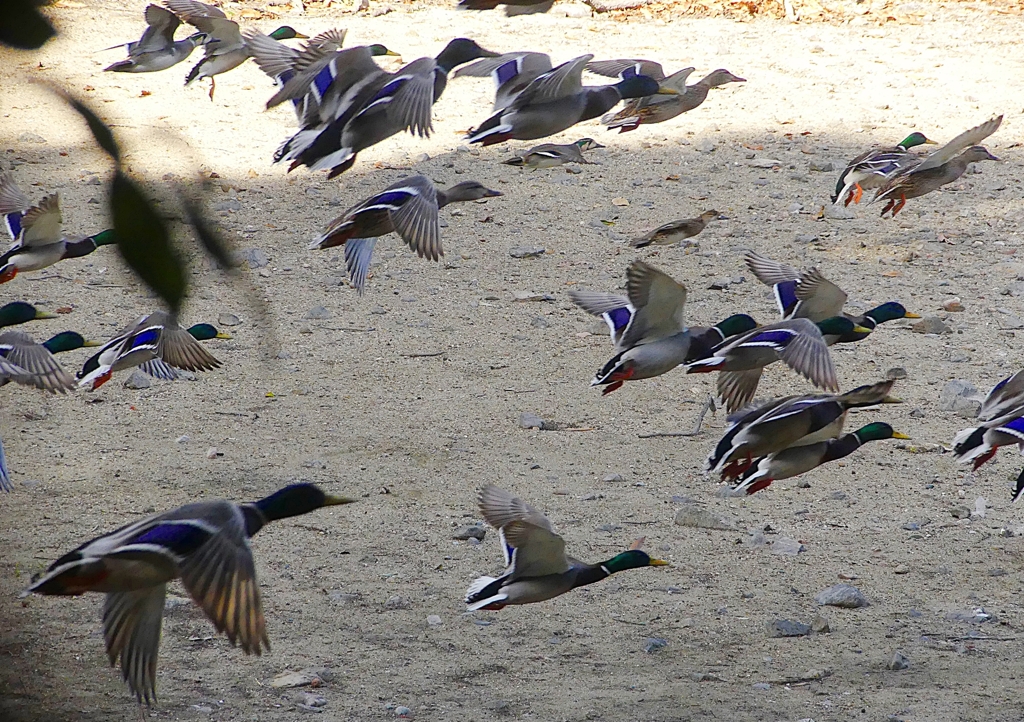 P1600588：トモエガモ、マガモ_R