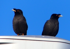 P1920465：ハッカチョウ_R