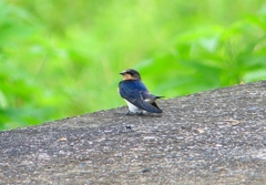 P1030458：ツバメ（幼鳥）_R