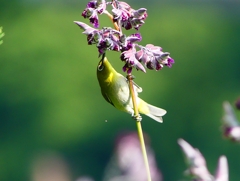 P1010856：メジロ_R