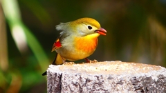 P1840240：ソウシチョウ-35_R
