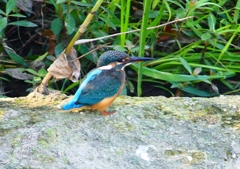 P1270730：カワセミ（メス）_R