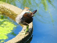 P1100263：バン_R