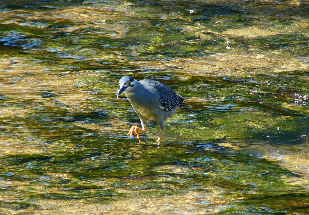 P1020169：ササゴイ_R