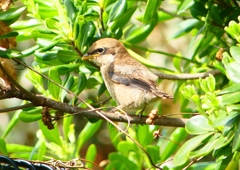 P1940584：モズ（幼鳥）_R