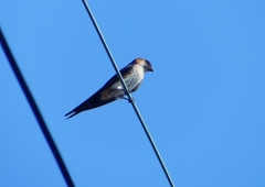 P1180496：コシアカツバメ_R
