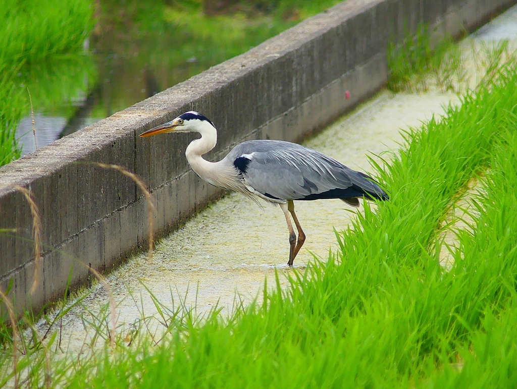 P4200855：アオサギ_R