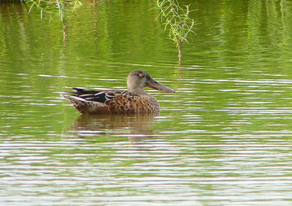 P1230390：ハシビロガモ_R